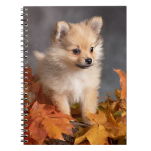 Spitz Welpe mit Herbstleaves Spirale Notizblock