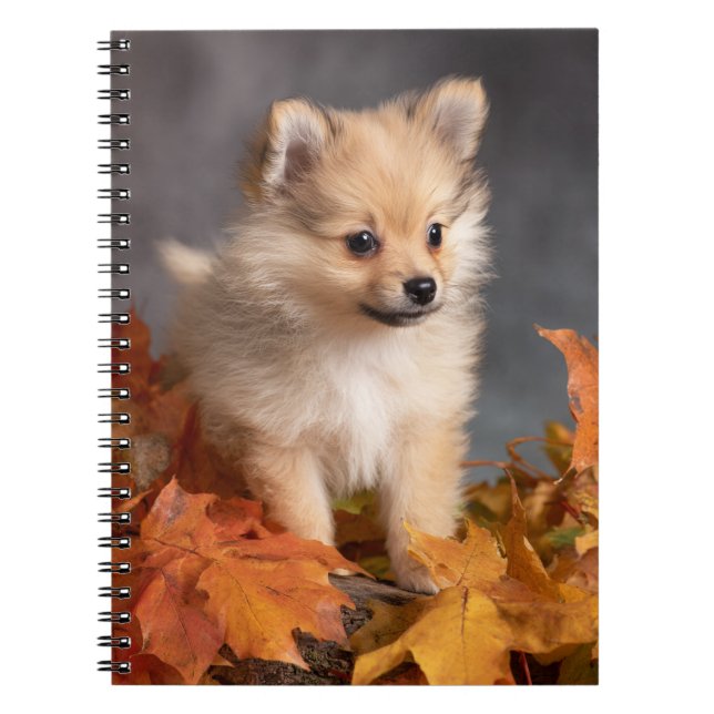 Spitz Welpe mit Herbstleaves Spirale Notizblock (Vorderseite)