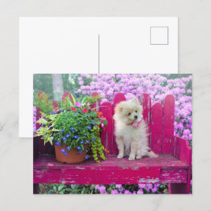 Spitz Welpen Hund Hütte Garden Szene Postkarte