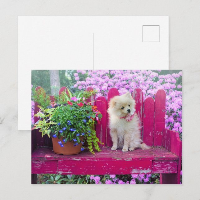 Spitz Welpen Hund Hütte Garden Szene Postkarte (Vorne/Hinten)