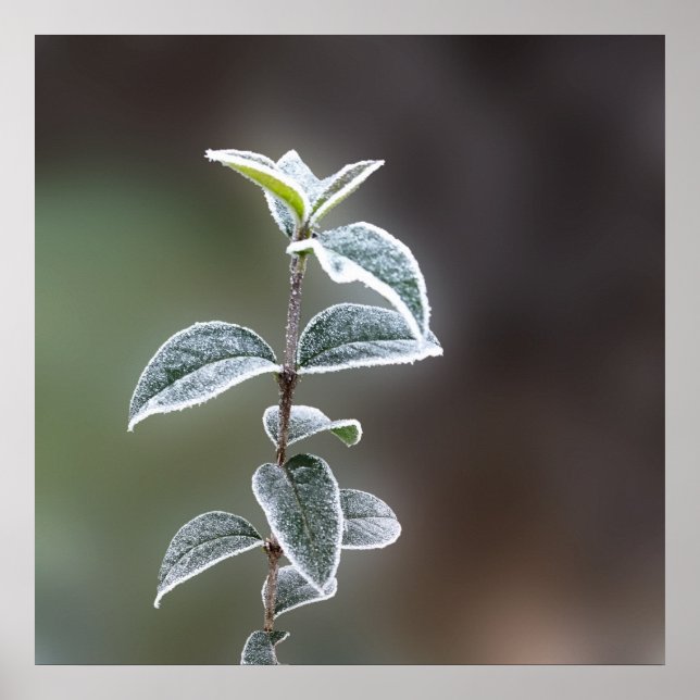 Spitze auf Blätter Poster (Vorne)