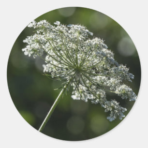 Spitze-weiße Wildblume-Aufkleber der Königin-Ann Runder Aufkleber