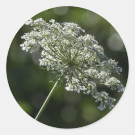 Spitze-weiße Wildblume-Aufkleber der Königin-Anne Runder Aufkleber