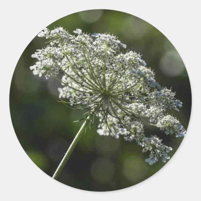 Spitze-weiße Wildblume-Aufkleber der Königin-Anne Runder Aufkleber (Vorderseite)