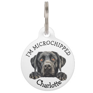 Spitzelnder schwarzer Labrador-Welpe Personalisier Haustiermarke
