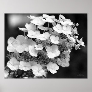 Spitzen-Cap Hydrangea Schwarz-Weiß Poster