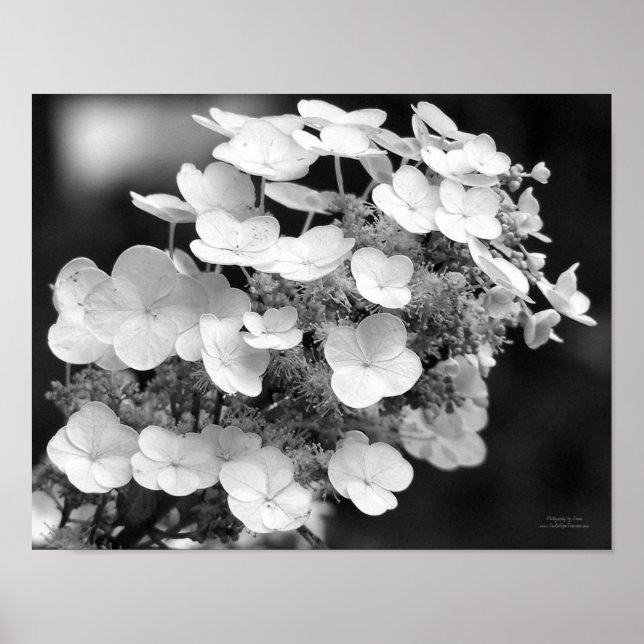 Spitzen-Cap Hydrangea Schwarz-Weiß Poster (Vorne)