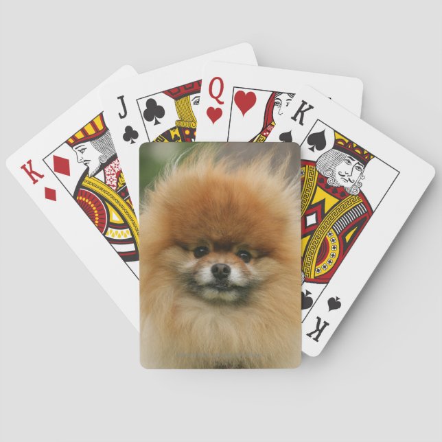 SpitzHeadshot, der Kamera betrachtet Spielkarten (Rückseite)