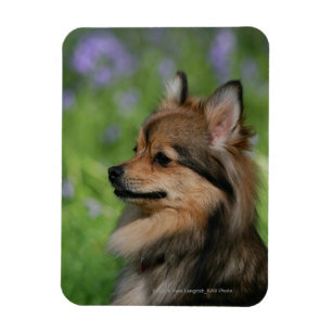Spitzheadshot-Sitzen Magnet