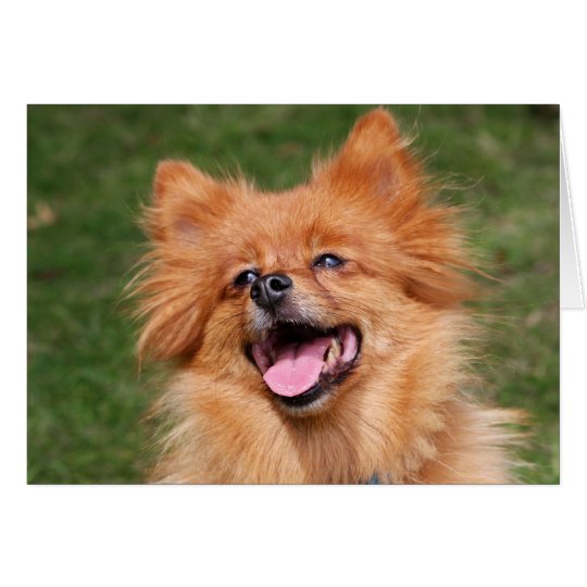 Spitzhundegrußkarte Karte
