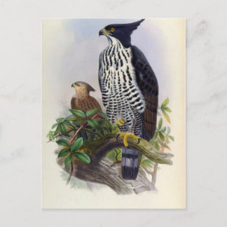 Spizaetus Alboniger (Blyth's Habichtsadler) Postkarte