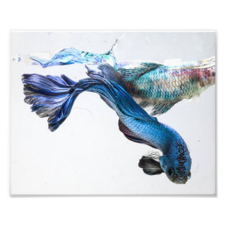 Splash Betta Fish Fotodruck