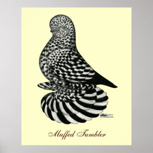 Splash Muffed Tumbler Taube Poster