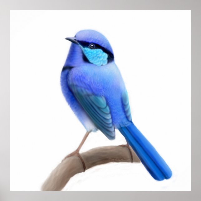 Splendid Fairy Wren Bird Print Poster (Vorne)