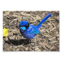 Splendid Fairy Wren Foto Print