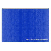 Splendid Fairywren Blue Color Name