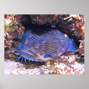 Splendid Toadfish Cozumel Poster