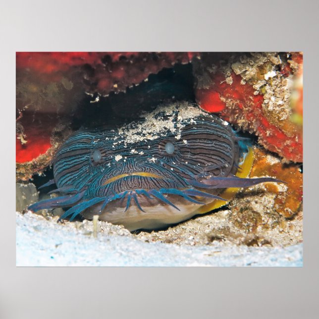 Splendit Toadfish Hiding Poster (Vorne)