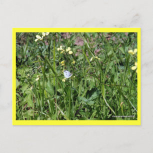 "Splendor in the Grass" Postkarte