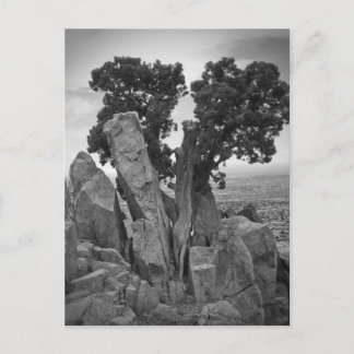 Split Tree Postkarte