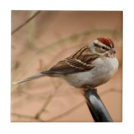 Splitterungs-Spatz Fliese