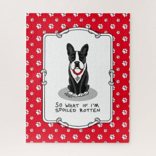 Spoiled Rotten Boston Terrier (Niedlicher Hund)