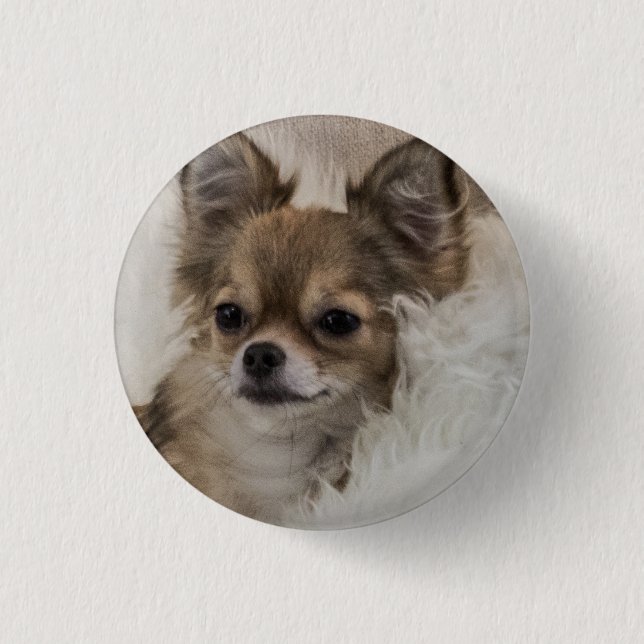 Spoilt Chihuahua Relaxen Button (Vorderseite)