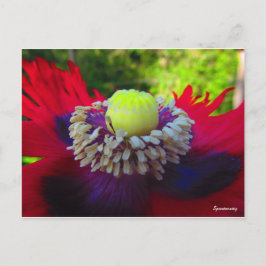 Spontaneität Postkarte