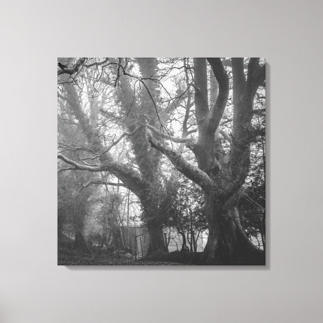 Spooky Forest Black and White Fotografy Leinwanddruck (Vorderseite)