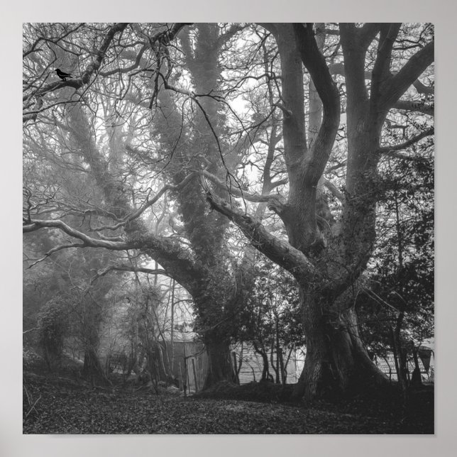 Spooky Forest Black and White Fotografy Poster (Vorne)