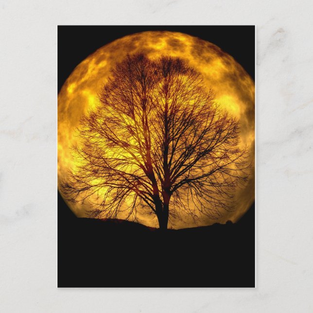 Spooky Night Moon Baum Autumn Schicksal Geschenke Postkarte (Vorderseite)