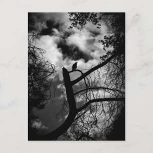 Spooky Raven in Tree Postkarte