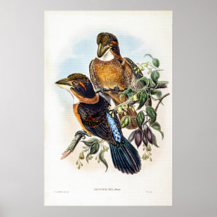 Spoon-schnabeler Kingfisher von John Gould Poster
