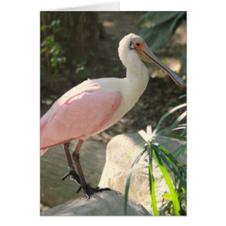 Spoonbill