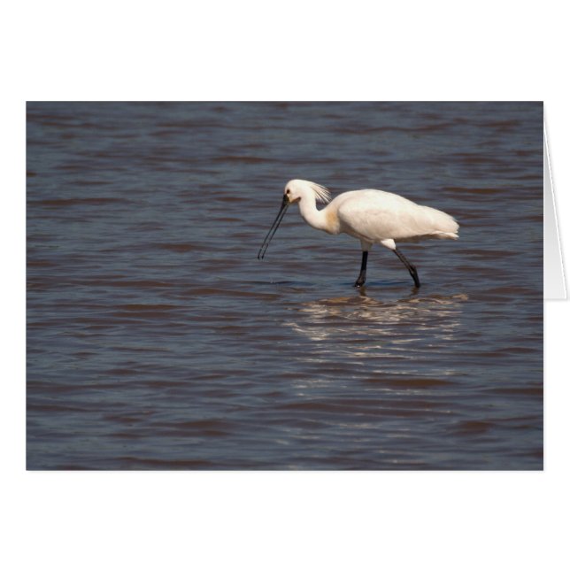 Spoonbill eurasien (Devant horizontal)
