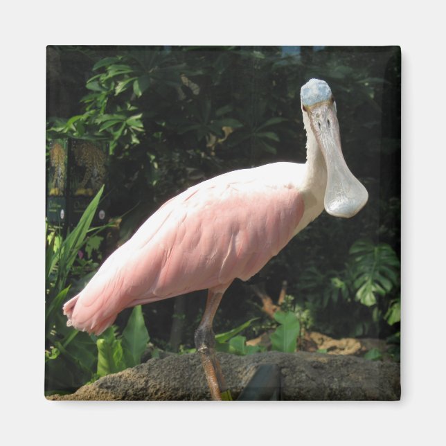 Spoonbill Magnet (Vorne)