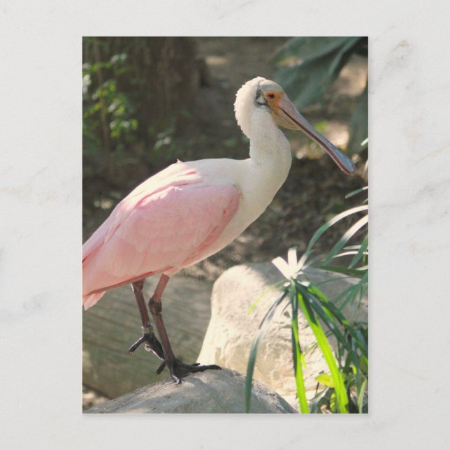 Spoonbill Postkarte (Vorderseite)