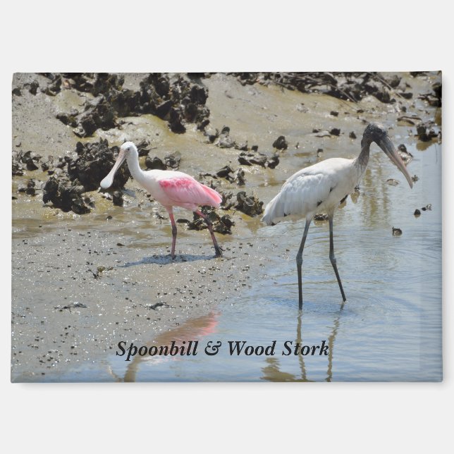 Spoonbill und Waldstorch in freier Wildbahn Magnet (Vorderseite)