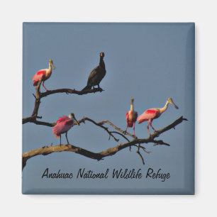 Spoonbills und Kormoran-Magnet Magnet