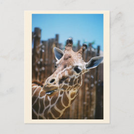 Spot Postkarte