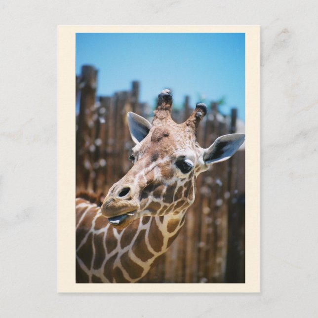 Spot Postkarte (Vorderseite)