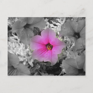 Spotlight Postkarte
