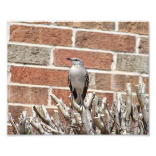 Spott Bird über Bush vor dem Gebäude von Brick Fotodruck