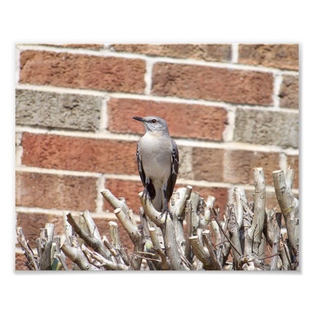 Spott Bird über Bush vor dem Gebäude von Brick Fotodruck (Vorne)