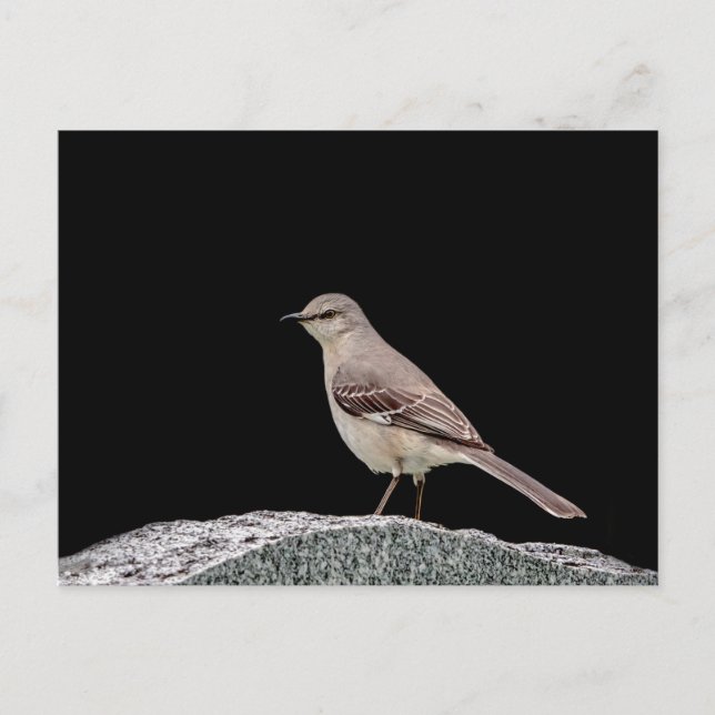 Spottdrossel auf einem Grabstein Postkarte (Vorderseite)