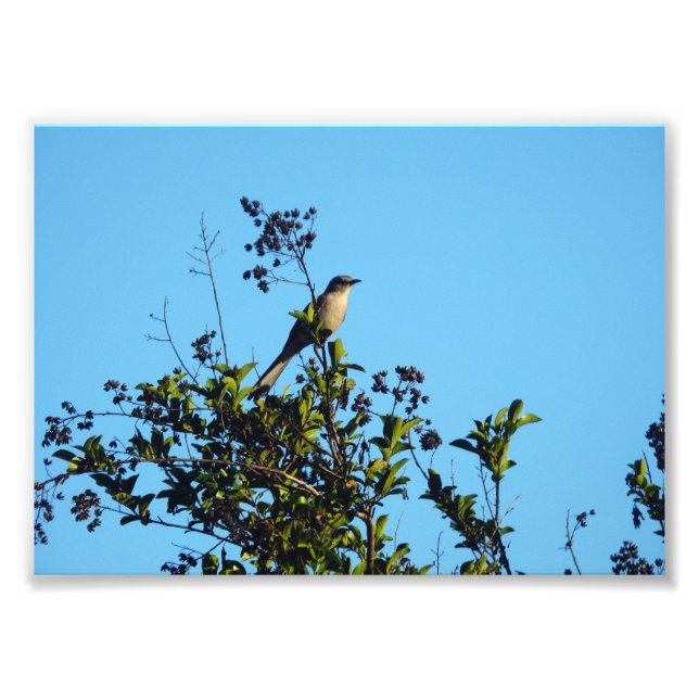 Spottdrossel In Einem Baum Fotodruck (Vorne)