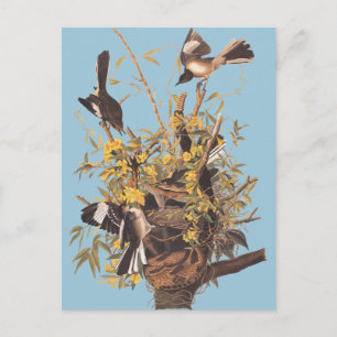 Spottdrossel nach Audubon Postkarte