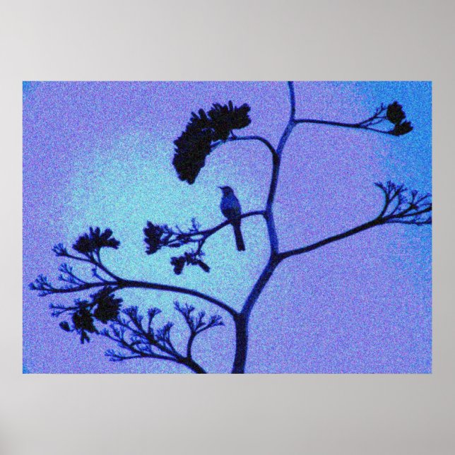 Spottdrossel Poster (Vorne)