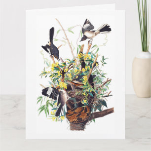 Spottdrossel von Audubon Karte