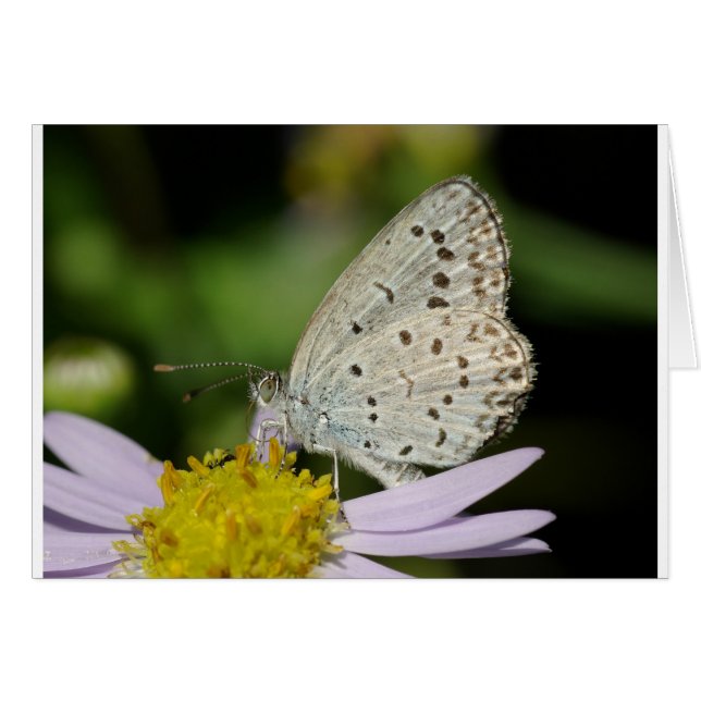 Spotted Cream Coloured Butterfly (Vorderseite (Horizontal))